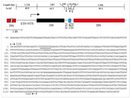 작은보호탑해파리(Turritopsis nutricula) 핵 rDNA 전장 염기 서열 구조