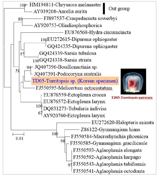 작은보호탑해파리와 근연종 해파리의 핵 18S rDNA 유전자를 이용한 계통분석