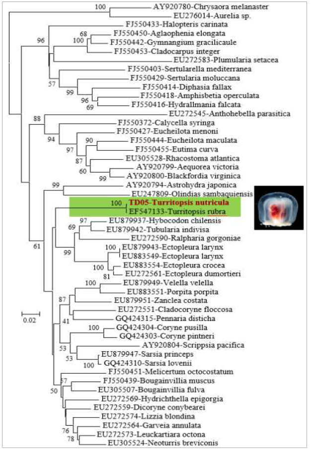 작은보호탑해파리와 근연종 해파리 핵 28S rDNA 유전자를 이용한 계통분석