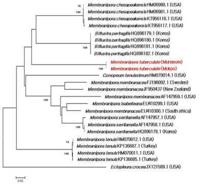 관막이끼벌레(M. tuberculata)의 미토콘드리아 COI 유전자 부위의 Kimura-2-parameter (K2P) method와 Neighbor-joining tree를 이용한 근연종과의 유전적 거리
