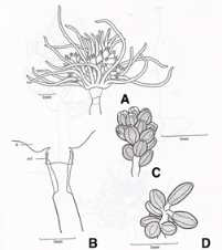 일본관히드라(E. japonica)의 외형. A, 암컷 히드라꽃; B, 히드라줄기의 끝 부분; C, 암컷 생식체; D, 수컷 생식체