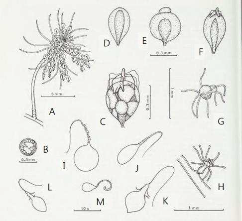 관히드라(E. crocea)의 생식체와 자사포(Watson 1980). A. 생식체가 있는 성숙한 암 히드라꽃; B. 히드라줄기 횡단면; C. 거의 성숙한 암 생식체; D~F. 거의 성숙한 수 생식체의 형태적 변이; D. 정단돌기가 없는 가장 흔하게 나타나는 생식체; E. 찐빵모양 정단돌기가 있는 생식체; F. 초기 측융선이 있는 생식체; G. 새로 방출된 악티눌라유생; H. 정착 후 24~36시간의 어린 히드라꽃; I~M. 자사포; I. 수 생식체로부터 이모성 자사포(Heterotrichous anisorhiza); J. 암 생식체로부터 기본형 자사포(Basitrichous isorhiza); K. 수 생식체로부터 자사포(Stenotele); L. 히드라꽃으로부터 자사포(Stenotele); M. 히드라꽃으로부터 자사포(Desmoneme)