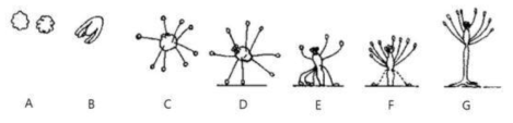 관히드라(E. crocea)의 생활사 A. 별모양 배아, B. 악티눌라 전단계, C. 초기유생 (2-4시간) D. 후기유생 (24-28시 간), E. 자세포 유생, F. 새로 정착한 개체, G. 어린 폴립 (정착 후 2일)