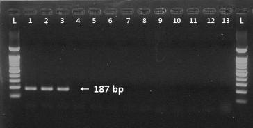 관히드라(E. crocea) 종 특이적 마커 (EcCrSF2 and R2) 적용 Agarose gel 사진. 1~3 lane: 관히드라 gDNA. 4~13 lane: 4, 갈래혹히드라; 5, Obelia longissima; 6, 분지보우갠빌히드라; 7, 큰다발이끼벌레; 8, 분홍멍게; 9, 유령멍게; 10, 세방가시이끼벌레; 11, 자주빛이끼벌레; 12, 별불가사리; 13, 아무르불가사리