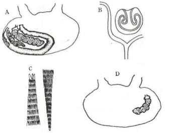 분홍멍게(H. momus)의 내부(노, 1977). A. 왼쪽 근막체의 안쪽; B. 섬모구; C. 조직속의 골편; D. 오른쪽 근막체의 안쪽