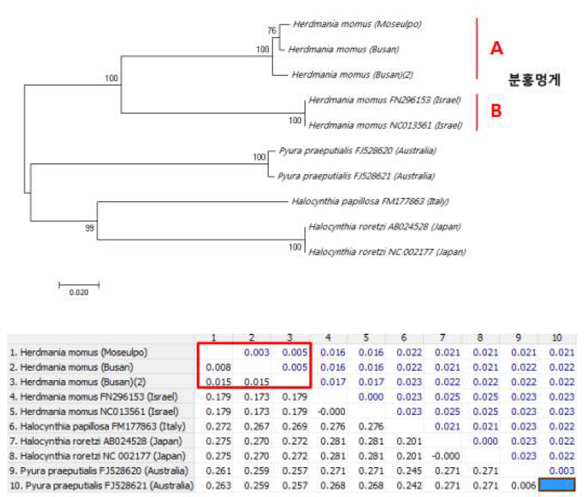 미토콘드리아 COI 유전자 부위의 Neighbor-joining을 이용한 분홍멍게(H. momus)와 근연종에 대한 계통수 분석 및 p-distance 비교 값