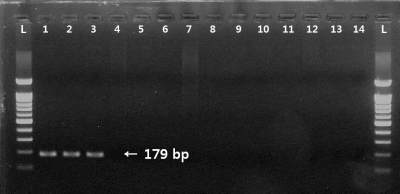 분홍멍게(H. momus) 분자마커 (HeMo_SF2 and R2) 적용 Agarose gel 사진. 1~3 lane: 분홍멍게. 4~14 lane: 4, 유령멍게; 5, 노랑꼭지 유령멍게; 6, 맨하튼가죽빛멍게; 7, 군체멍게; 8, 만두멍게; 9, 관히드라; 10, 큰다발이끼벌레; 11, 세방가시이끼벌레; 12, 자주빛이끼벌레; 13, 별불가사리; 14, 아무르불가사리