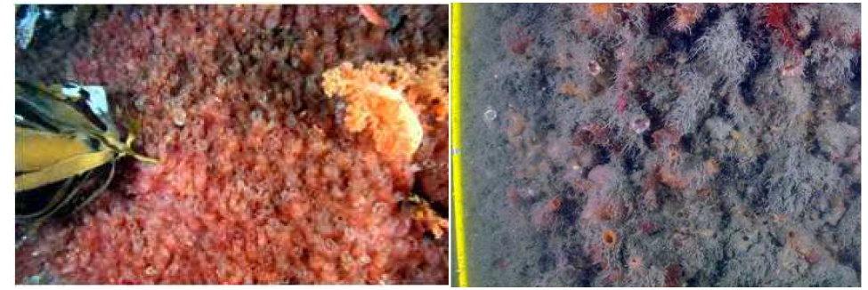 제주도 문섬 자연암반(좌, 2009년)과 부산항 신선대 부두(우, 2013년)