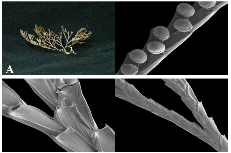 다발이끼벌레(B. neritina)의 군체(A)와 SEM 사진