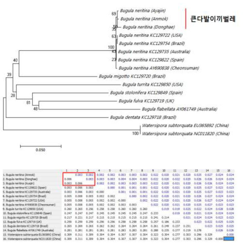 미토콘드리아 COI 유전자 부위의 Neighbor-joining을 이용한 큰다발이끼벌레(B. neritina)와 근연종에 대한 계통수 분석 및 p-distance 비교값