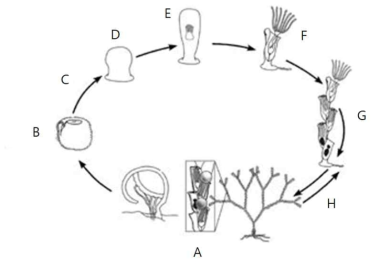 큰다발이끼벌레(B. neritina)의 생활사(Sharp 2007). A. 난실에서 배발생 중인 성체군체; 기부 가근에 있음, B. 유영하는 유생, C. 정착, D. 변태, E. 어린 조충, F. 조충, G. 어린 군체, H. 무성생식