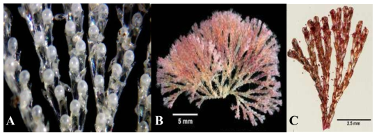 Bugula avicularia 군체(A)와 Crisularia turrita 군체(B, C) (De Blauwe, 2009, http://collections.peabody.yale.edu/search/Record/YPM-IZ-071334)