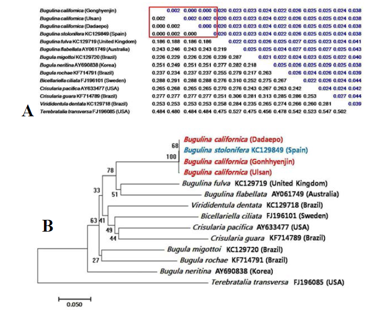 캘리포니아이끼벌레(B. californica)의 미토콘드리아 COI 유전자 부위의 Kimura-2-parameter method와 Neighbor-joining tree를 이용한 근연종과의 유전적 거리(A) 및 계통수 분석(B)