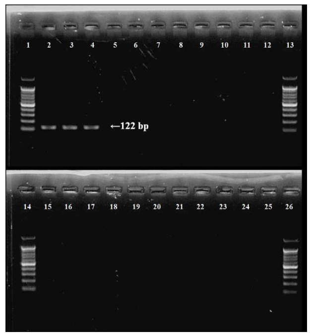 캘리포니아이끼벌레(B. californica) 분자마커 (Buca_SF and R) 적용 agarose gel 사진. 1 lane: DNA ladder marker, 2~4 lane: 캘리포니아이끼벌레. 5~26 lane: 5, 큰다발이끼벌레; 6, 자주빛이끼벌레; 7, 세방가시이끼벌레; 8, 한구멍이끼벌레; 9, 관막이끼벌레; 10, 분지보우갠빌히드라; 11, 관히드라; 12, 거친대추멍게; 13-14, DNA ladder marker; 15, 유령멍게; 16, 가시예쁜갯고사리; 17, 긴수염갯고사리; 18, 별불가사리; 19, 아무르불가사리; 20, 뱀거미불가사리; 21, 뿔거미불가사리; 22, 하드윅분지성게; 23, 가는관극성게; 24, 오각광삼; 25, 가시닻해삼; 26, DNA ladder marker