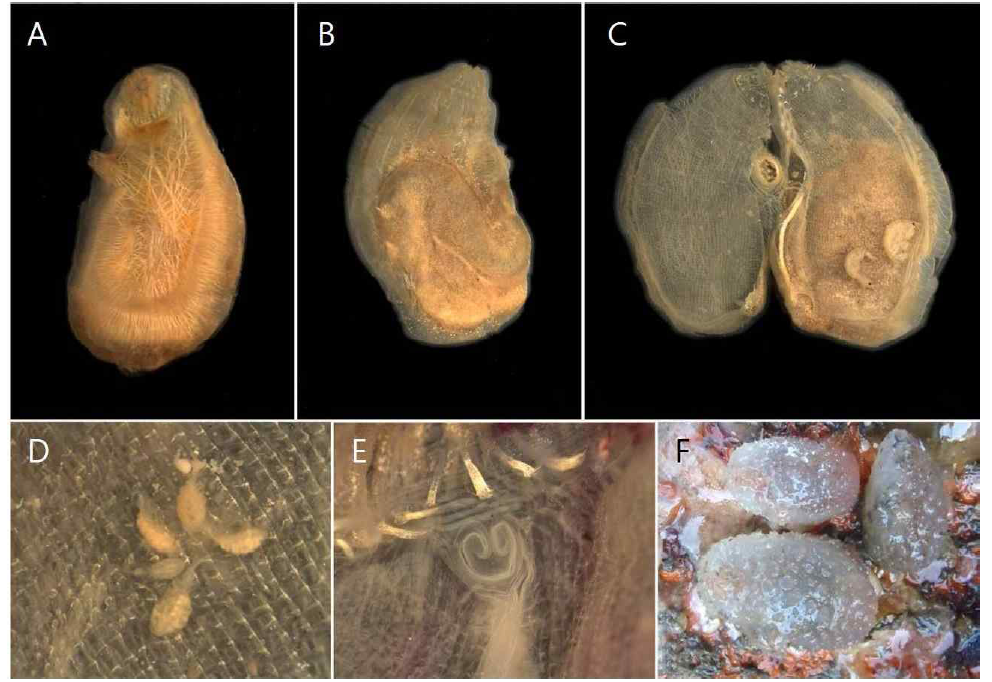 거친대추멍게(A. aspersa)의 해부(A-E) 및 개체(F)(Pyo, 2012). A. 왼쪽 측면; B. 오른쪽 측면; C. 해부단면; D. 아가미주머니 내부에 있는 기생성요각류; E. 섬모구