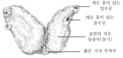 거친대추멍게(A. aspersa)의 외형(Tatián M 2010)