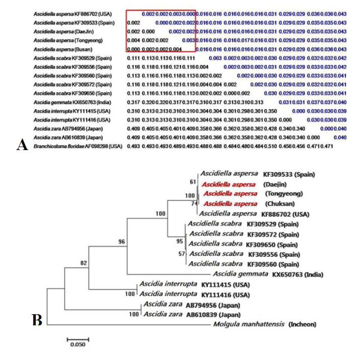 거친대추멍게(A. aspersa)의 미토콘드리아 COI 유전자 부위의 Kimura-2-parameter method와 Neighbor-joining tree를 이용한 근연종과의 유전적 거리(A) 및 계통수 분석(B)