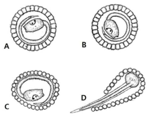 거친대추멍게(A. aspersa)의 부화(Berrill 1936).A. 부화전 완전히 형성된 유생; B. 소화 시작; C. 장막이 사라진 후 유생쪽으로 무너지는 세포들; D. 꿈틀거리며 세포를 벗어나는 유생