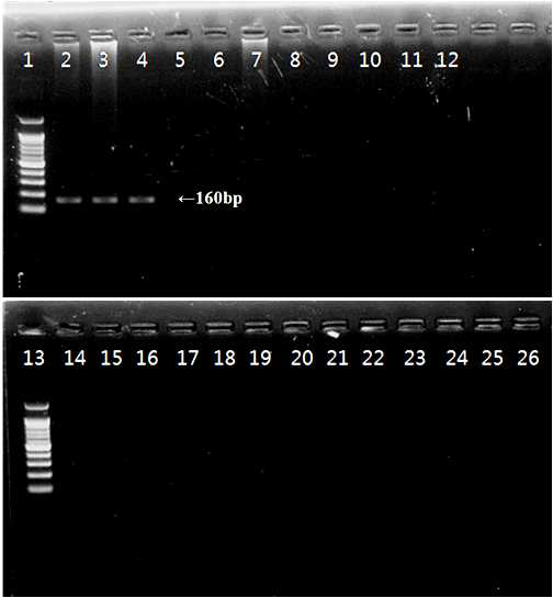거친대추멍게(A. aspersa) 분자마커 (Asas_SF and SR) 적용 agarose gel 사진. 1 lane: DNA ladder marker, 2~4 lane: 거친대추멍게. 5~26 lane: 5, 유령멍게; 6, 노랑 꼭지 유령멍게; 7, 맨하튼가죽빛멍게; 8, Didemnum vexillum; 9, 만두멍게; 10, 분홍멍게; 11, 관히드라; 12, 분지보우갠빌히드라; 13, DNA ladder marker; 14, 큰다발이끼벌레; 15, 자주빛이끼벌레; 16, 세방가시이끼벌레; 17, 긴수염갯고사리; 18, 가시예쁜갯고사리; 19, 별불가사리; 20, 아무르불가사리; 21, 뱀거미불가사리; 22, 뿔거미불가사리; 23, 하드윅분지성게; 24, 가는관극성게; 25, 오각광삼; 26, 가시닻해삼