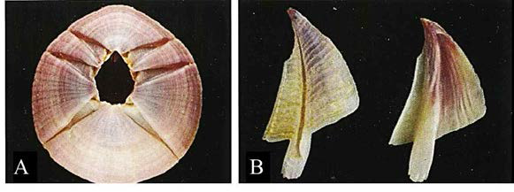 화산따개비(B. perforatus) 패각의 외형(A)과 배판 바깥면, 안쪽면(B)