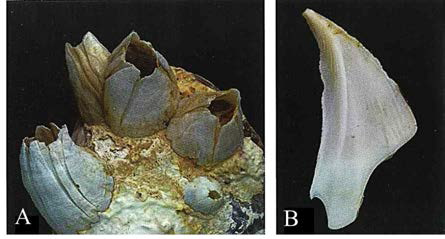 봉우리따개비(B. rostratus) 패각의 외형(A)과 배판(B)