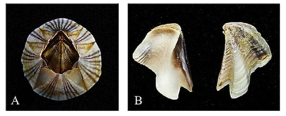 주걱따개비(B. amphirite)의 A. 패각의 외형, B. 배판 안쪽면, 바깥면