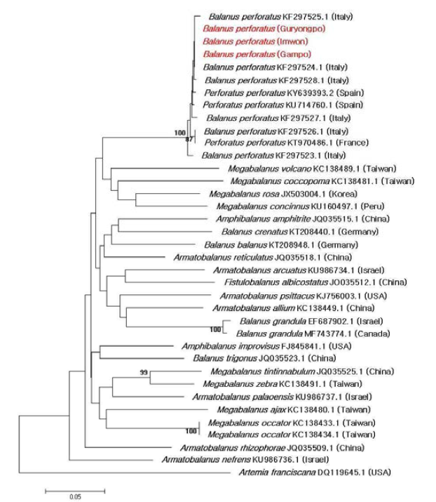 화산따개비(B. perforatus)의 미토콘드리아 COI 유전자 부위의 Kimura-2-parameter (K2P) method와 Neighbor-joining tree를 이용한 근연종과의 유전적 거리