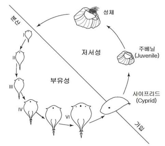 따개비의 생활사. 6단계의 노플리우스(nauplius)와 가입 후 성체로 변태를 시작하는 비섭식 사이프리드(non-feeding cyprid)