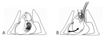 화산따개비(B. perforatus) 만각의 수축(A)과 확장(B) 시 몸의 움직임