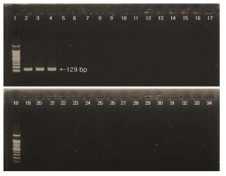 화산따개비(B. perforatus) 분자마커 (Pefo_SF and R) 적용 agarose gel 사진. 1 lane: DNA ladder marker, 2–4 lane: 화산따개비. 5–34 lane: 5, 큰다발이끼벌레; 6, 자주빛이끼벌레; 7, 세방가시이끼벌레; 8, 한구멍이끼벌레; 9, 관막이끼벌레; 10, 캘리포니아이끼벌레; 11, 분지보우갠빌히드라; 12, 관히드라; 13, 맨하튼가죽빛멍게; 14, 만두멍게; 15, 거친대추멍게; 16, 유령멍게; 17, 분홍멍게; 18, DNA ladder marker; 19, 노랑꼭지유령멍게; 20, 흰따개비; 21, 닻따개비; 22, 거품돌산호; 23, 가시예쁜갯고사리; 24, 긴수염갯고사리; 25, 범얼룩갯고사리; 26, 별불가사리; 27, 아무르불가사리; 28, 팔손이불가사리; 29, 뱀거미불가사리; 30, 뿔거미불가사리; 31, 하드윅분지성게; 32, 가는관극성게; 33, 오각광삼; 34, 가시닻해삼