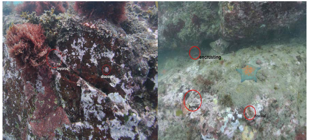 조하대 암반에 분포하는 무절산호말류 군집, 빨간색 원은 출현하는 대표적인 성장형을 나타냄