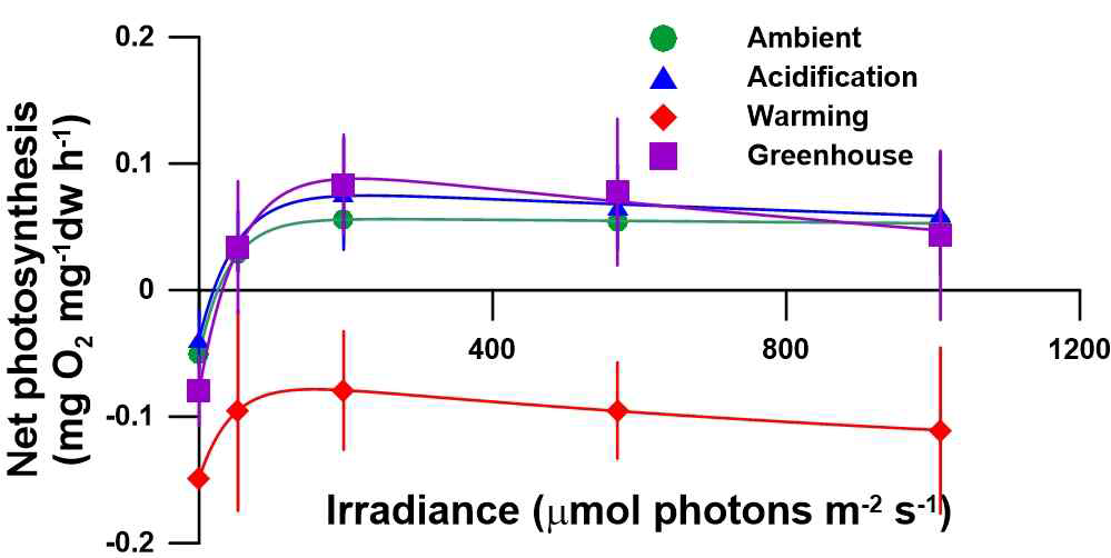 C. racemosa var. macrophysa의 미래 환경 노출실험 후 측정한 광량에 따른 순 광합성률의 결과. Error bars= s.d. (n=3)