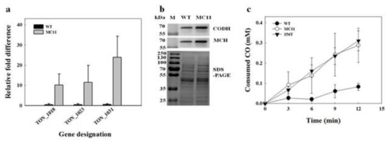 TON_1525와 TON_0820 유전자 변이에 의한 영향 확인. (a) RT-qPCR을 통한 TON_1525 mutation에 의해 증가된 CODH gene cluster의 transcript level 확인. (b) Western blotting을 통해 TON_1525 mutation에 증가된 CODH gene cluster의 단백질 발현 확인. (c) myoglobin assay를 통해 CO 소비능력 확인