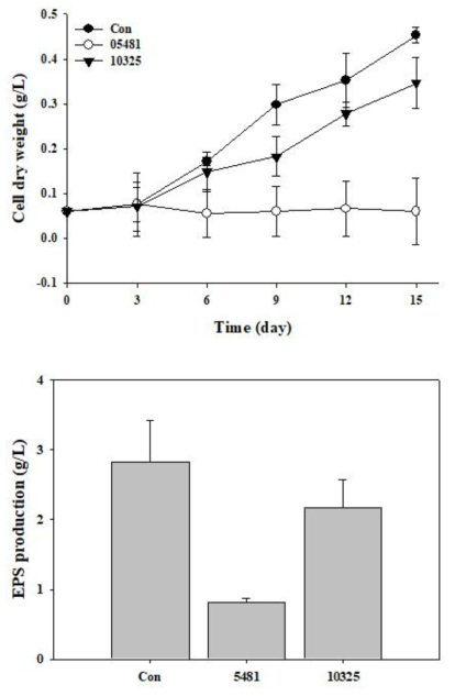 MEBiC 05481과 MEBiC 10325 접종에 따른 P. cruentum의 (위) 세포 성장 및 (아래) 황화 다당류 생산성 변화