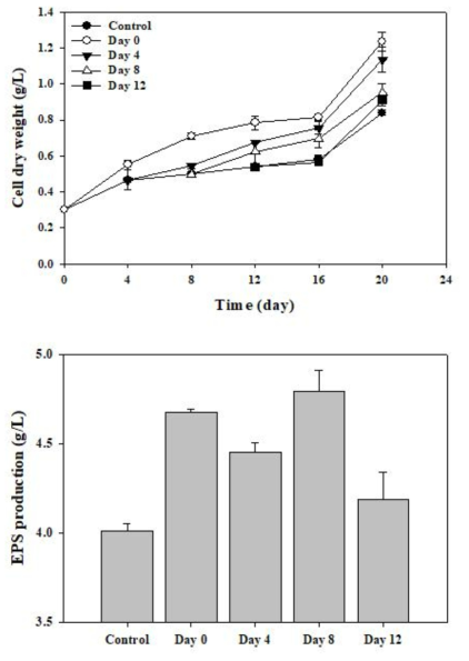 MEBiC 03485 접종 시기에 따른 P. cruentum의 (위) 세포 성장 및 (아래) 황화 다당류 생산성 변화