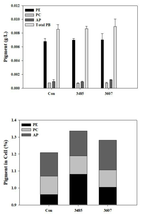 박테리아 MEBiC 03485와 MEBiC 03607 처리 시 P. cruentum의 (위) 안료 생산량 변화 및 (아래) 단일 세포 내 안료 함량 변화
