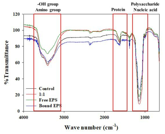 MEBiC 03485와 이의 분비물질을 처리하였을 때의 황화 다당류 FT-IR 결과