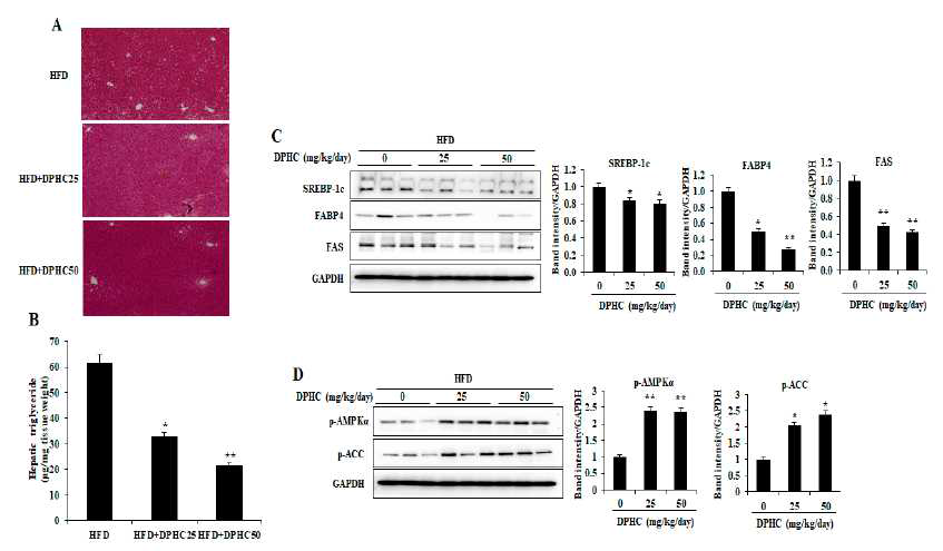 고지방 식이 유도 비만 동물모델에서 간 내 중성지방 합성과 지방대사 관련 단백질 조절에 대한 DPHC의 효과