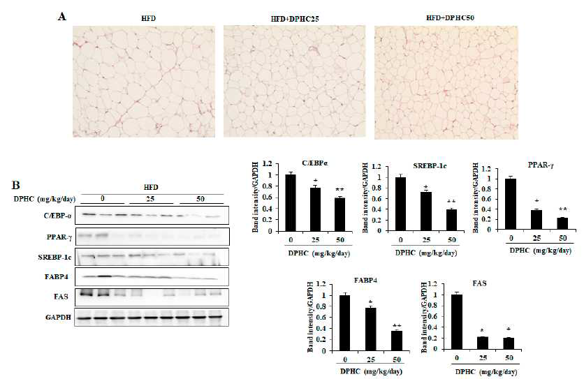 고지방 식이 유도 비만 동물모델에서 지방조직 크기와 adipogenesis 관련 단백질 조절에 대한 DPHC의 효과
