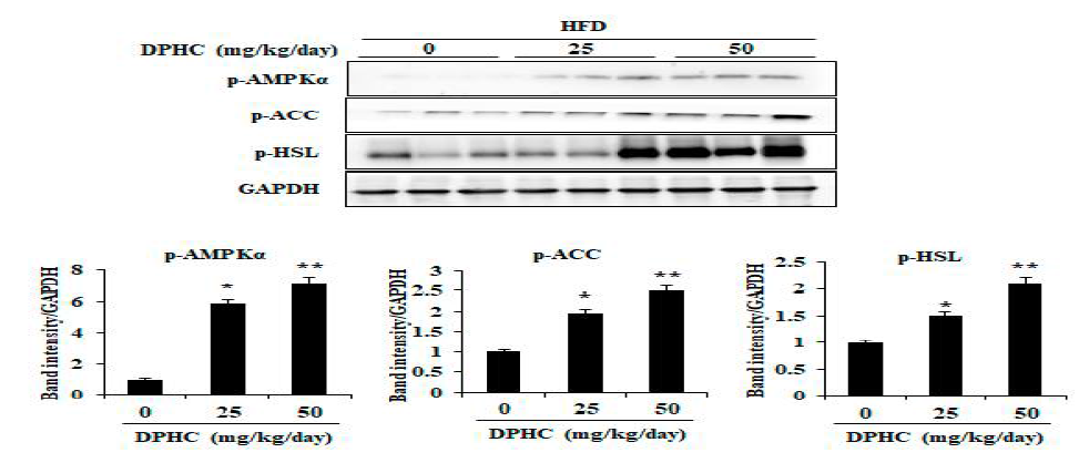 고지방 식이 유도 비만 동물모델에서 지방조직 내 지방산 산화와 지방분해 관련 단백질 조절에 대한 DPHC의 효과