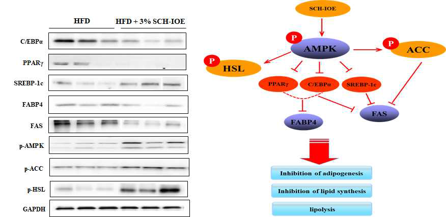 고지방 식이 유도 비만 동물모델에서 지방조직 내 lipid metabolism 조절에 대한 SCH-IOE의 작용기전