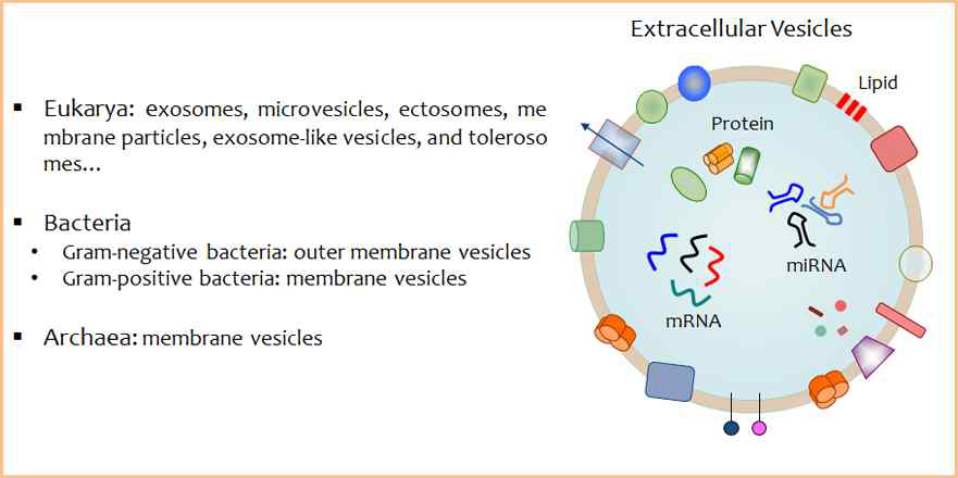 엑소좀 구조 및 구성성분. 엑소좀은 유핵 생물, 세균 및 고세균등 모든 생물체에서 발견되며 DNA, RNA등 유전물질과 대사산물을 포함