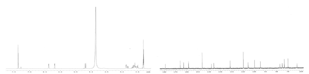 갯질경으로부터 분리된 myricetin-3-O-β-D-galactopyranoside (3)의 1H와 13C NMR spectrum