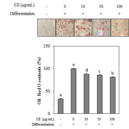 Effect of crude extract from A. scorparia on the lipid accumulation of differentiated 3T3-L1 adipocytes depicted by Oil red O staining and the quantification of the stain bound to lipid droplets. The data represent the mean±SD of three separate experiments