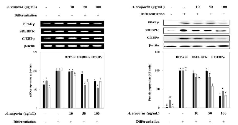 Effect of crude extract from A. scorparia on the mRNA and protein expression levels of key adipogenic differentiation marker, PPARγ, C/EBPα, and SREBPlc in 3T3-L1 adipocyte. The data represent the mean±SD of three separate experiments