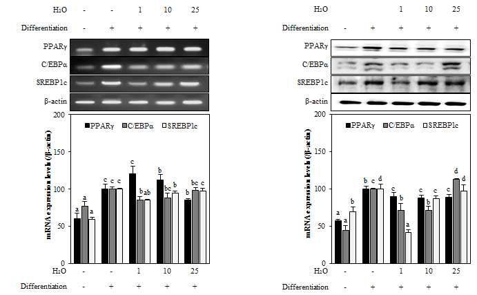 Effect of H2O fraction from A. scorparia on the mRNA and protein expression levels of key adipogenic differentiation marker, PPARγ, C/EBPα, and SREBPlc in 3T3-L1 adipocyte. The data represent the mean±SD of three separate experiments