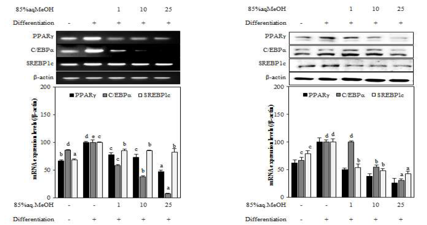 Effect of 85%aq.MeOH fraction from A. scorparia on the mRNA and protein expression levels of key adipogenic differentiation marker, PPARγ, C/EBPα, and SREBPlc in 3T3-L1 adipocyte. The data represent the mean±SD of three separate experiments