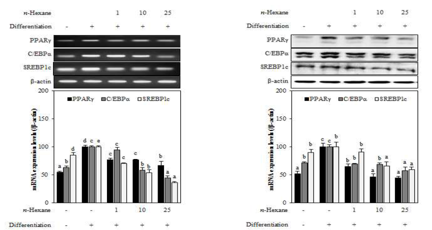 Effect of n-hexane fraction from A. scorparia on the mRNA and protein expression levels of key adipogenic differentiation marker, PPARγ, C/EBPα, and SREBPlc in 3T3-L1 adipocyte. The data represent the mean±SD of three separate experiments