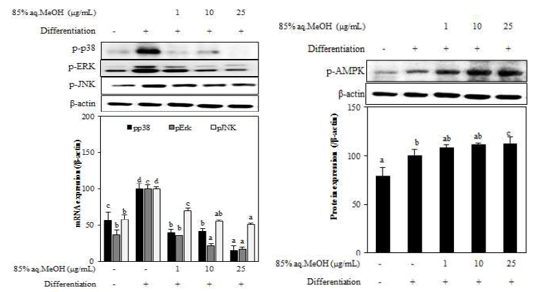 Effect of 85% aq.MeOH fraction from A. scorparia on the protein levels of MAPK and AMPK pathway in 3T3-L1 adipocyte. The data represent the mean±SD of three separate experiments