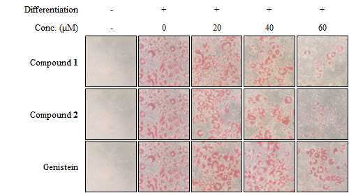 Effect of reynosin (1) and santamarin (2) from A. scorparia and genisteinon the lipid accumulation of differentiated 3T3-L1 adipocytes depicted by Oil red O staining